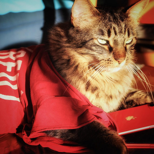 Pour le #challenge igersfrance du dimanche #igf379  un peu de #fun : when in doubt wear #red ! 

#redapple #applered #catsofinstagram #sundayfunday #funnycat #redismyfavoritecolor #rouge #ifeelgoodinred #funpic